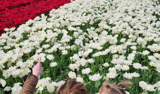 Tulpenvelden rondom Blokzijl